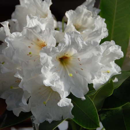 Rhododendron polar bear