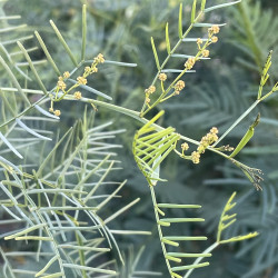 Acacia muelleriana