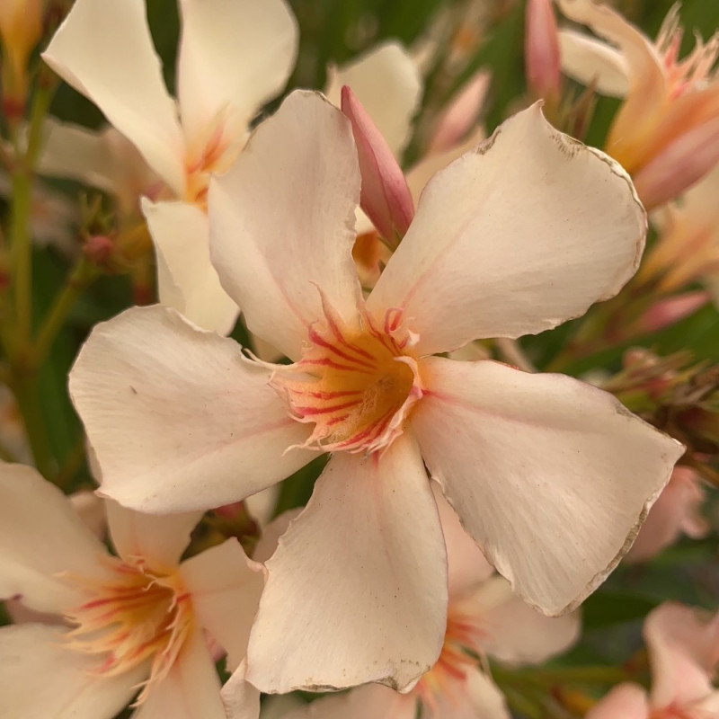 Nerium oleander Angiolo Pucci