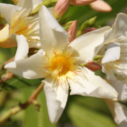 Nerium oleander souvenir des Iles Canaries