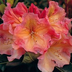 Rhododendron Olga