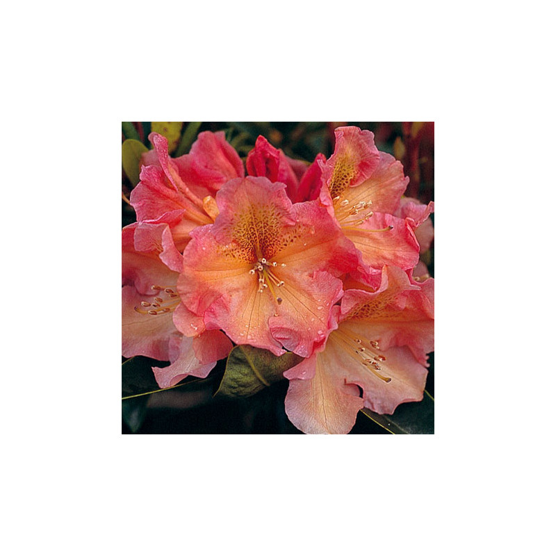 Rhododendron Olga