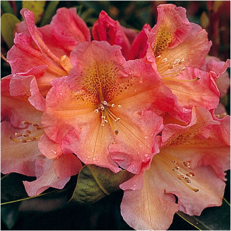 Rhododendron Olga