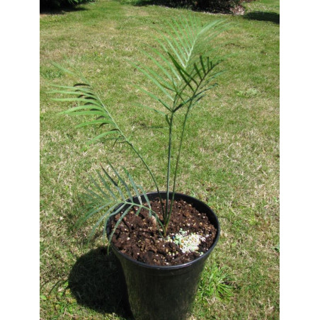 Macrozamia riedlei 4 l