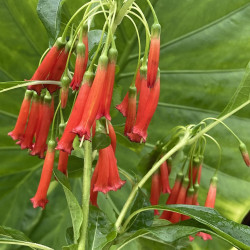 Iochroma coccinea