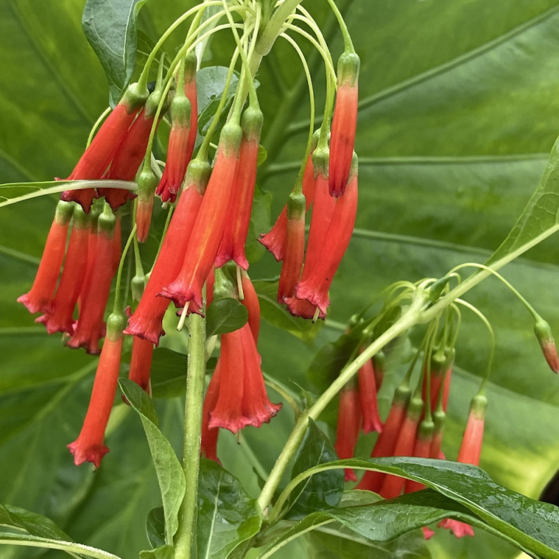 Iochroma coccinea