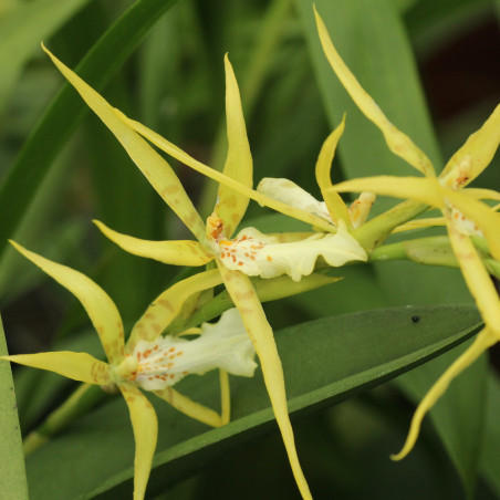 Miltonia flavescens