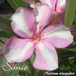 Nerium oleander Simie