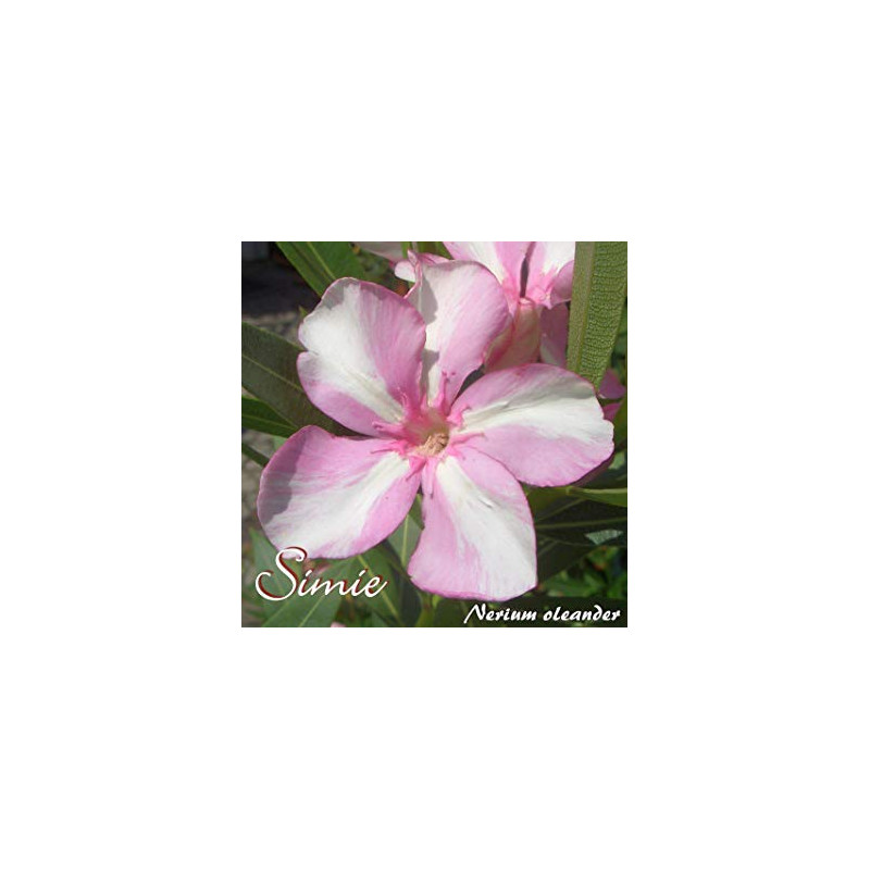 Nerium oleander Simie