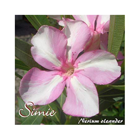 Nerium oleander Simie
