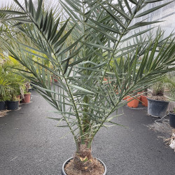 Phoenix dactylifera 25 litres