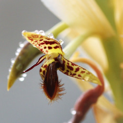 Bulbophyllum schinzianum