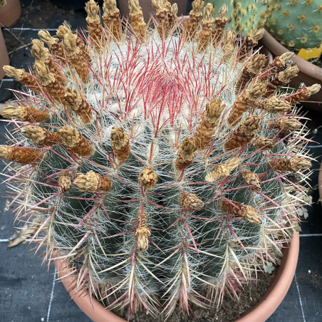 Ferocactus pilosus