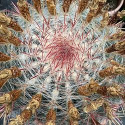 Ferocactus pilosus