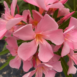 Nerium oleander Tito Poggi