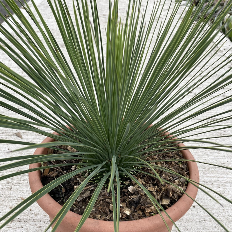 Yucca linearis (production) Yucca linearis (production)