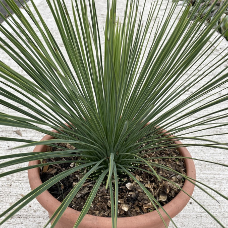 Yucca linearis (production)