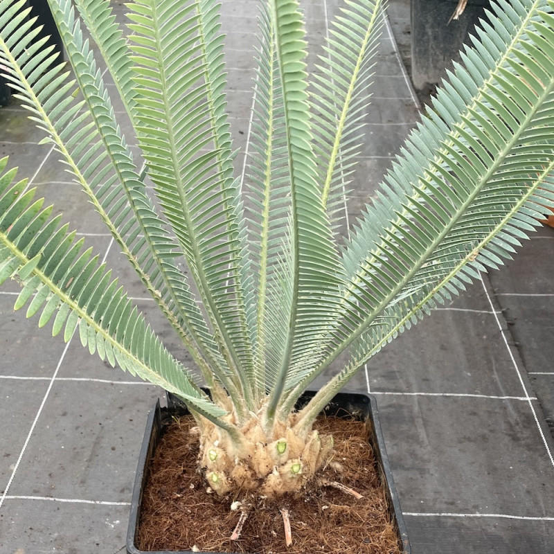 Dioon edule angustifolium 10 l