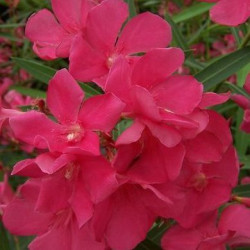 Nerium oleander framboise