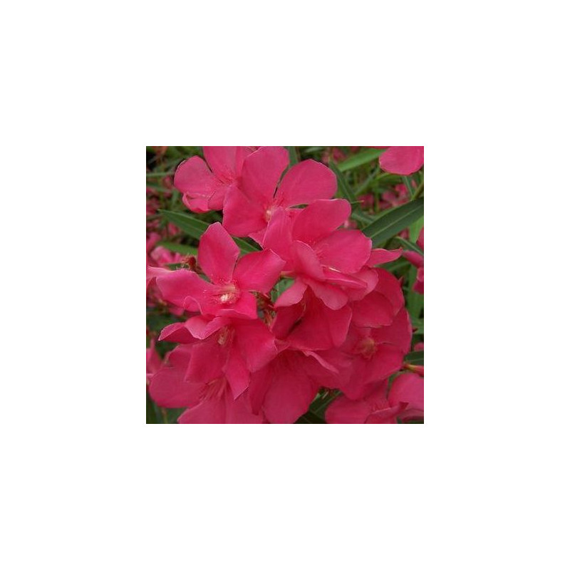 Laurier-rose ou Nerium oleander Émile Sahut