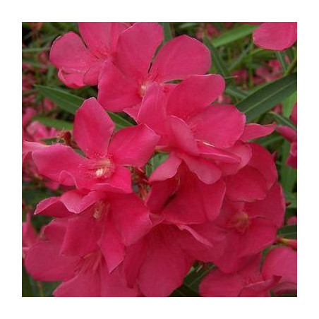 Nerium oleander framboise