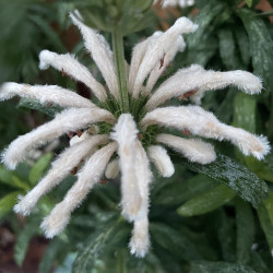 Leonotis Harrismith white