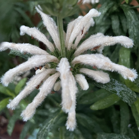 Leonotis Harrismith white