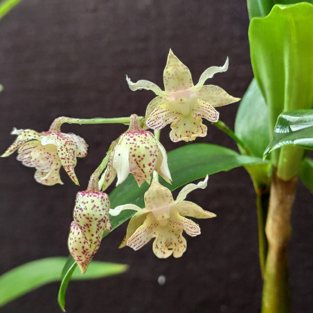 Dendrobium lutin blanc