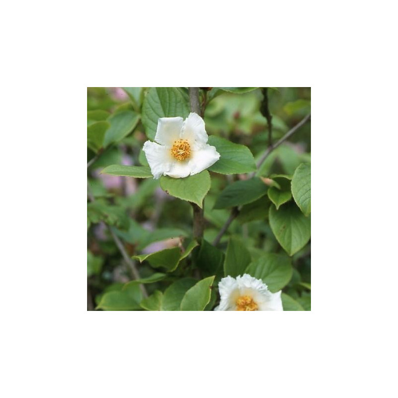 Stewartia pseudocamellia 