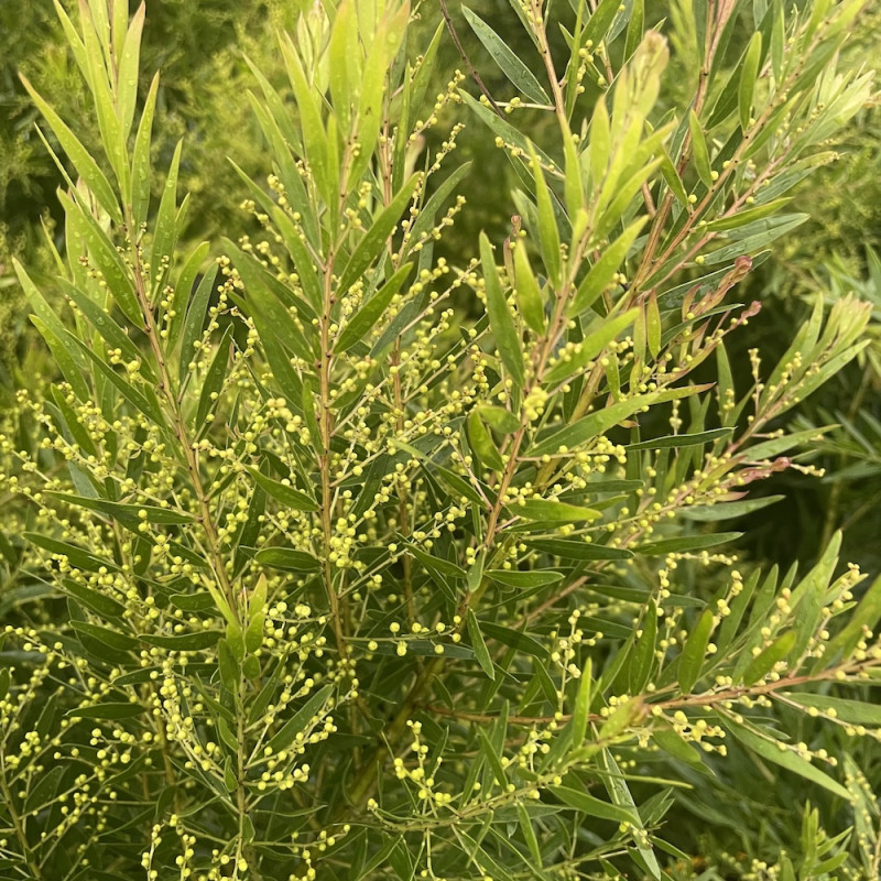 Acacia fimbriata dwarf form