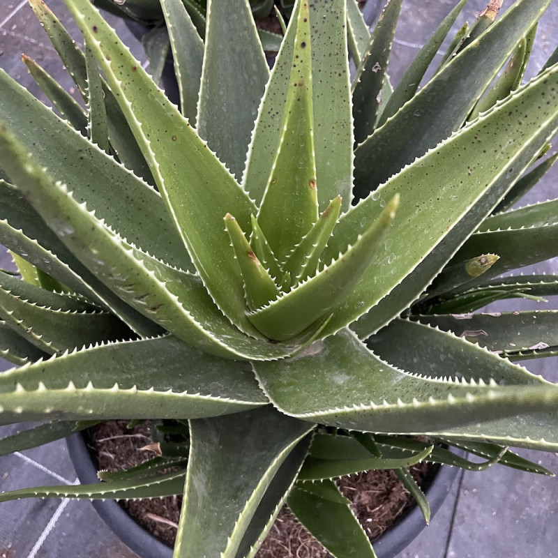 Aloe x delaetii