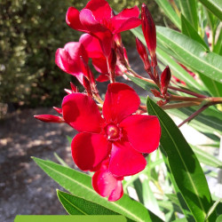 Nerium oleander corrida