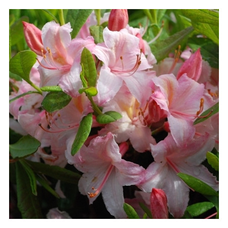 Azalea candy lights