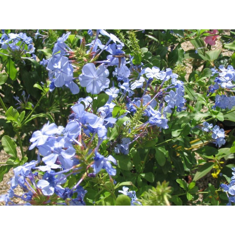 Plumbago capensis 'azur'