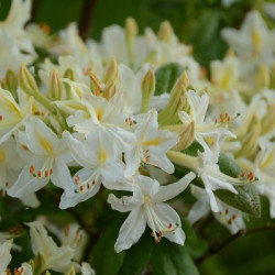 Azalea alba grandiflora