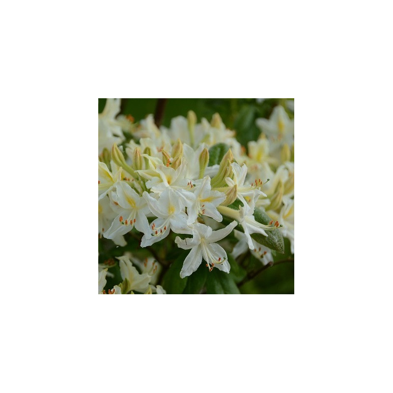 Azalea alba grandiflora