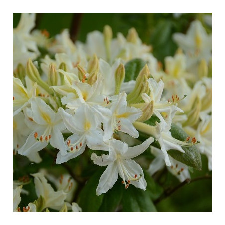 Azalea alba grandiflora