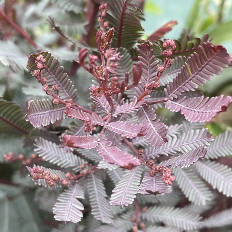 Acacia baileyana purpurea