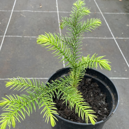 Araucaria laubenfelsii