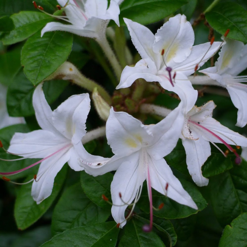 Azalea summer fragrance