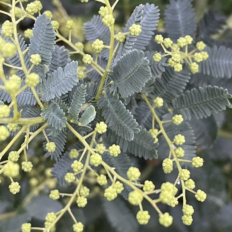 Acacia baileyana