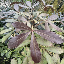 Pseudopanax lessonii purpurea