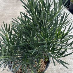 Podocarpus coraiana 7 l