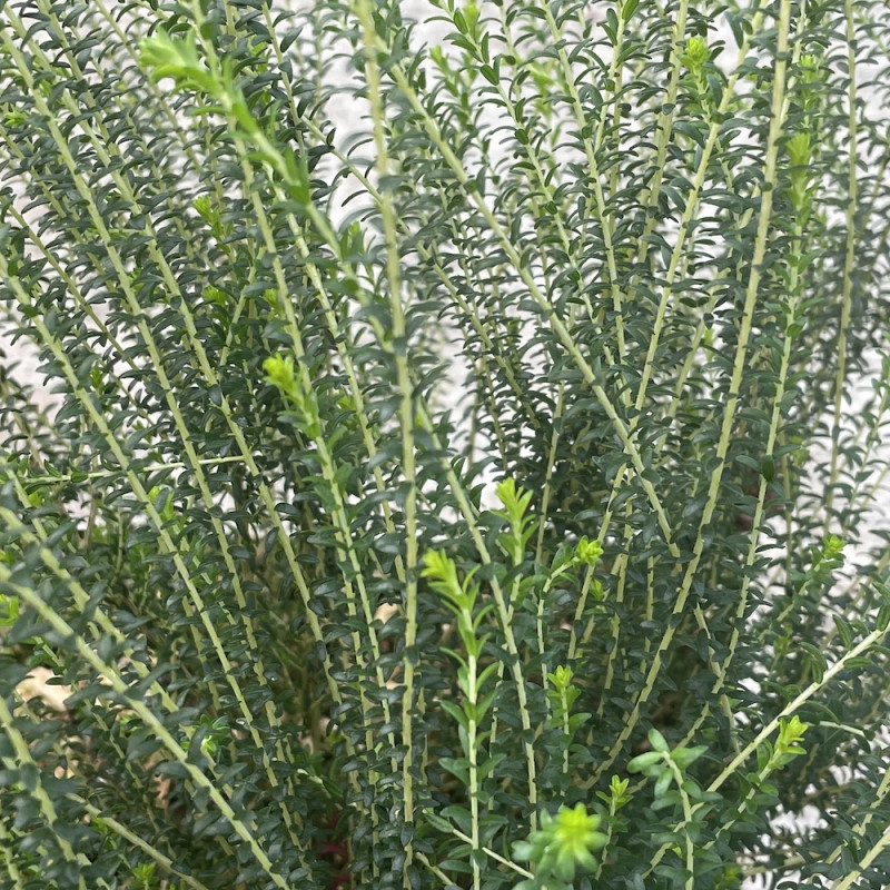 Agathosma capensis