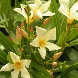 Nerium oleander souvenir des Iles de Capri