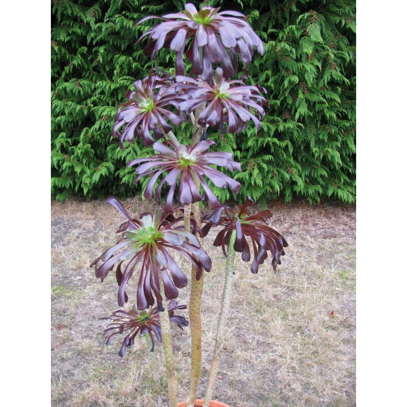 Aeonium arboreum 'Schwarzkopf' plant