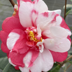 Camellia Memphis belle
