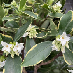 Daphne odora aureomarginata alba