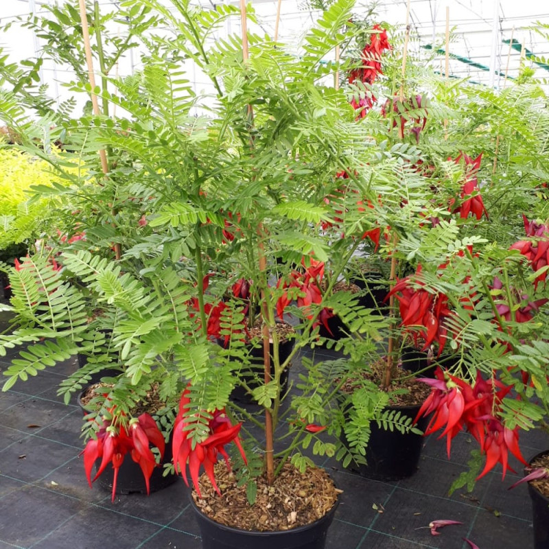 Clianthus puniceus kaka king