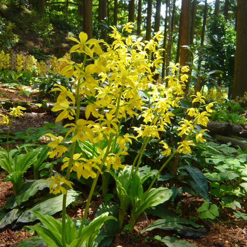 Calanthe sieboldii